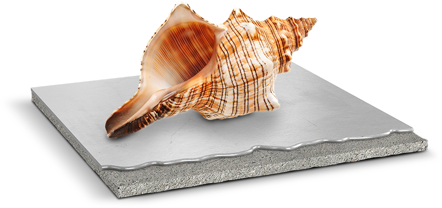 Image of a sea shell - Cadworks™ Glasgow